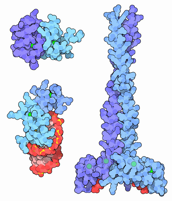 Zinc fingers binding to other proteins (top left), to viral RNA (bottom left), and to lipids (right).