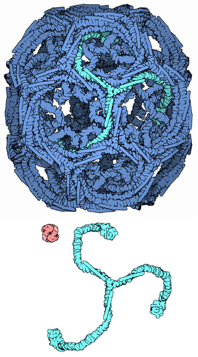 Clathrin cage (top) and an individual clathrin triskelion (bottom). Hemoglobin is shown in red for size comparison.