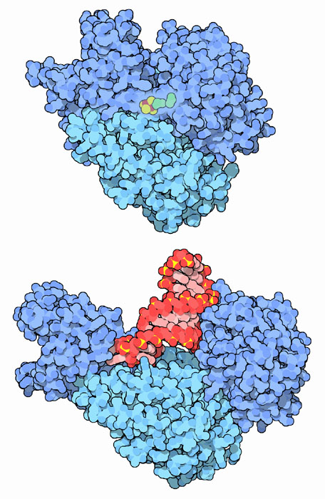 Aconitase (top) and the same protein acting as an iron regulatory protein bound to part of a messenger RNA.