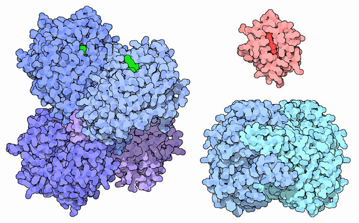Several moonlighting proteins: retinal dehydrogenase/eta-crystallin (left), cytochrome c (top right), and phosphoglucose isomerase/neuroleukin (bottom right).