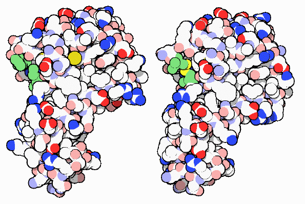 Lysozyme (left) and a form with an engineered disulfide linkage (right).