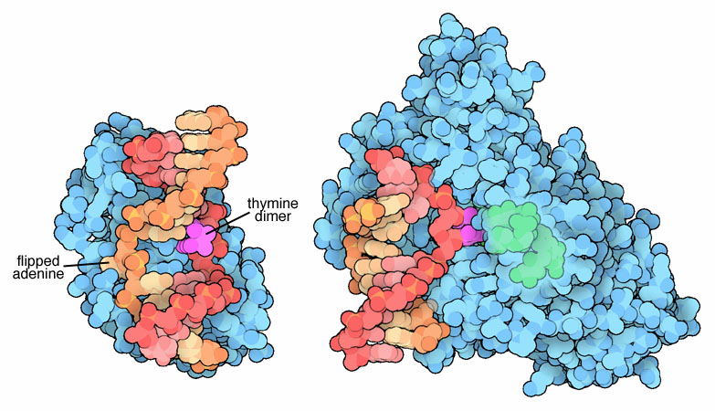 Repair enzymes T4 endonuclease V (left) and DNA photolyase (right).