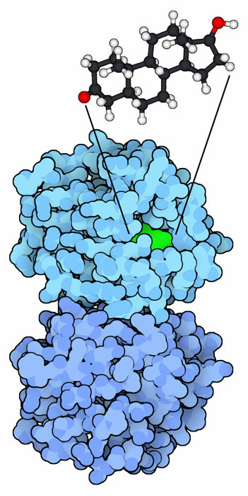 Domain of sex-hormone-binding globulin bound to testosterone.