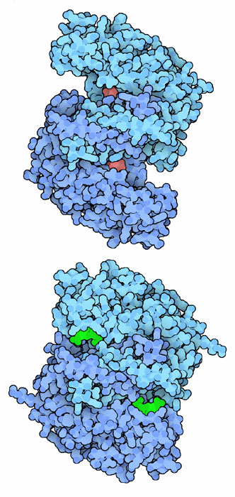 Citrate synthase: open form with product (top) and closed form with substrates (bottom).