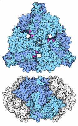 Bacterial citrate synthase. The lower image is colored to highlight the similarity with the eukaryotic enzyme.
