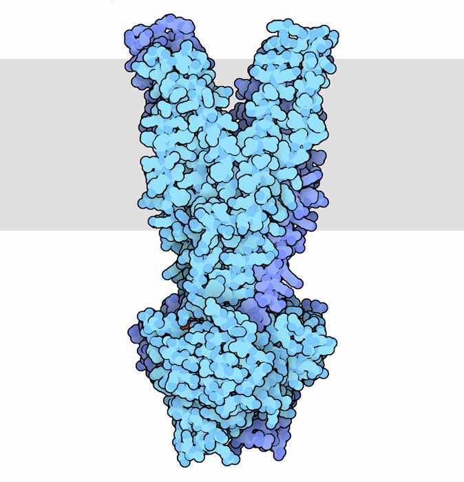Multidrug resistance transporter Sav1866. The cell membrane is shown schematically in gray.