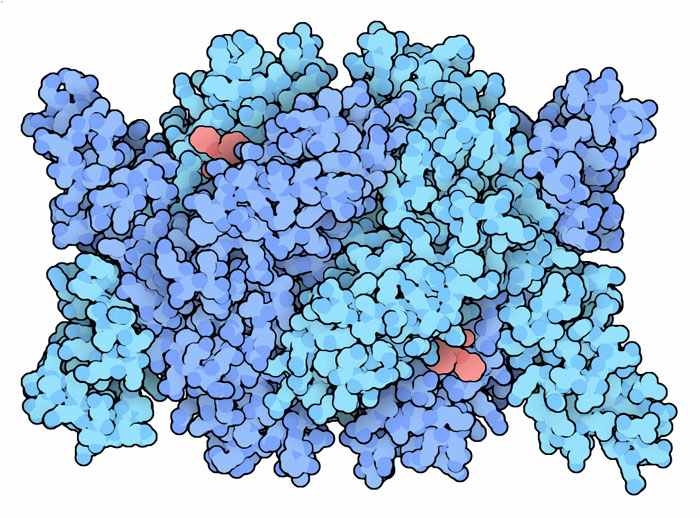HMG CoA reductase with Lipitor (red).