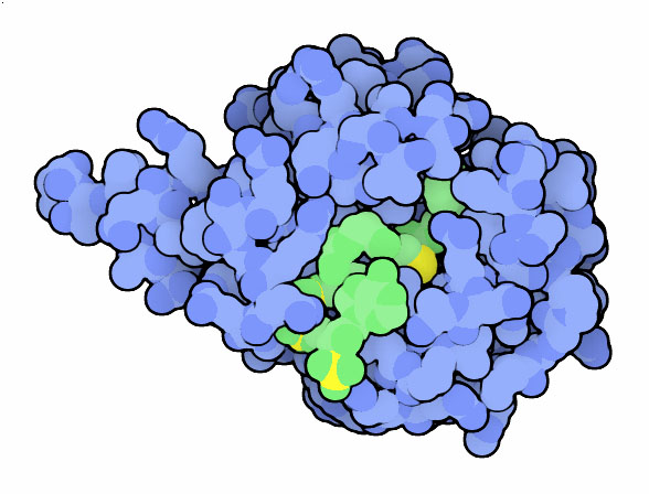 Serotonin N-acetyltransferase, with an analogue of the substrate (green) bound in the active site.