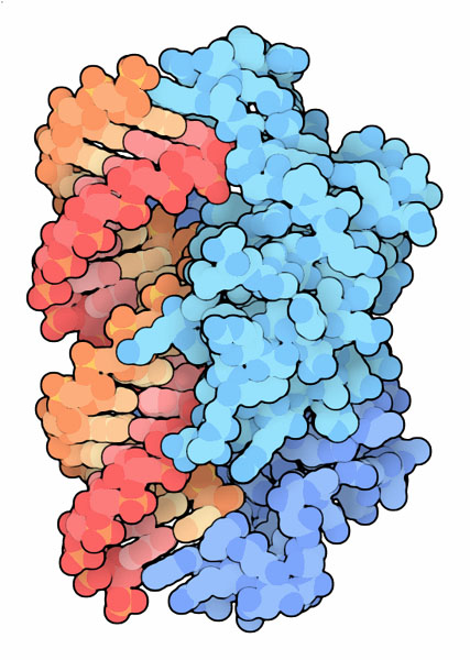 Viral suppressor protein p19 bound to siRNA.