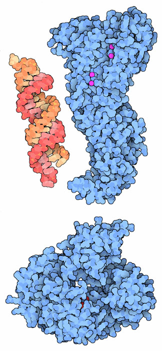Small interfering RNA (top left), dicer (top right), and argonaute (bottom).