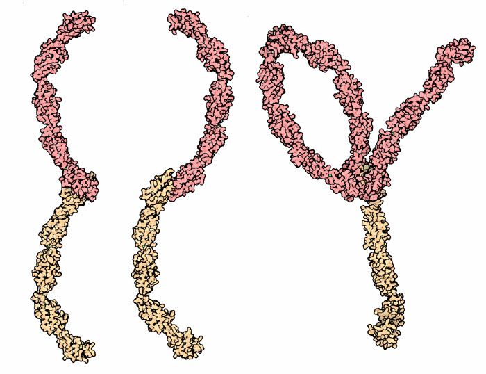 Interaction of cadherin molecules based a crystallographic structure (left) and electron microscopy (center and right).