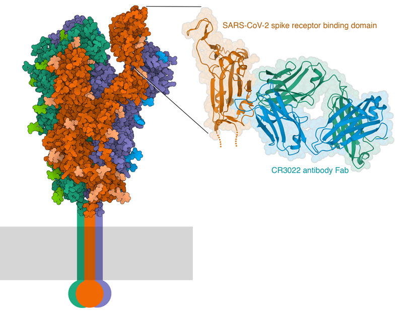 SARS-CoV-II spike protein (left) and a close-up of the interaction of the spike receptor binding domain with an antibody Fab. 