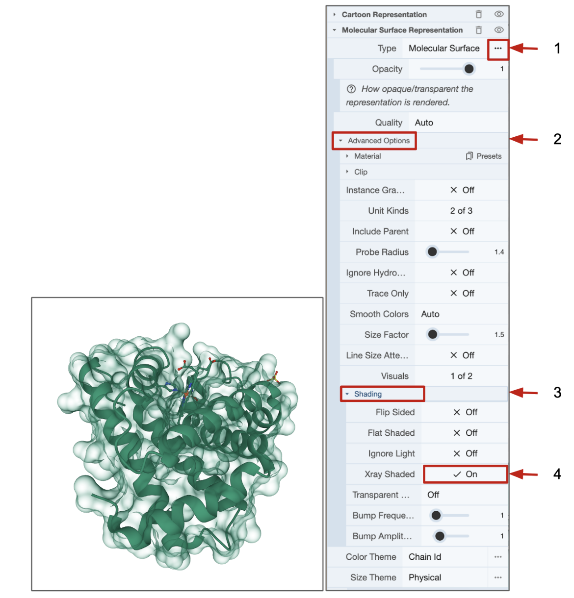 Figure 6: Steps to display a transparent molecular surface - 1. expand the molecular surface options; 2. open the Advanced Options menu; 3. expand the shading options; 4. turn on the X-ray Shaded option. The above steps were applied to the structure of myoglobin (PDB entry 1mbo) and the resulting view is shown on the left of the figure. 
