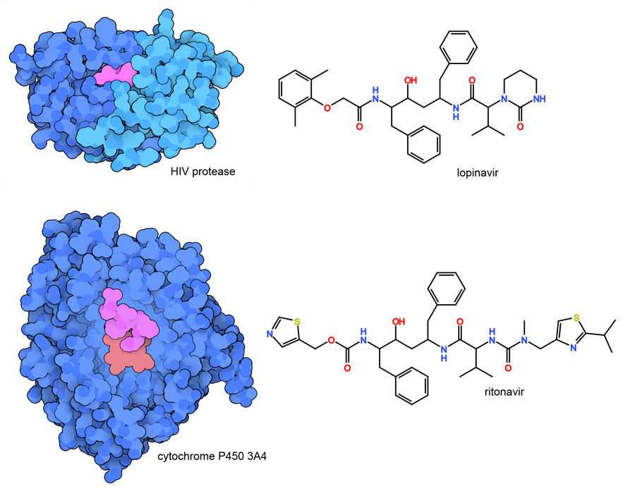 Lopinavir (magenta) binding to HIV protease is shown at the top, and ritonavir (magenta) binding to a cytochrome P450 enzyme is shown at the bottom.