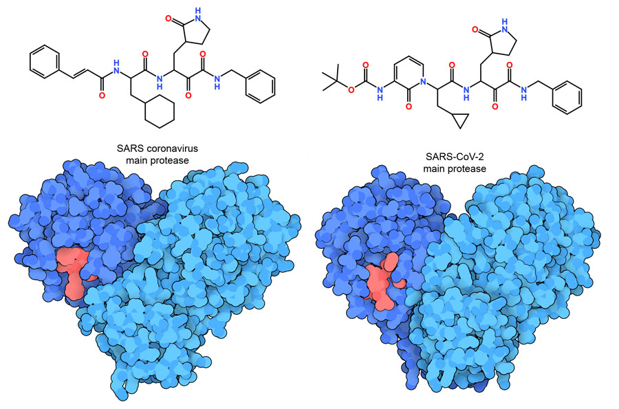 Ketoamide inhibitors bound to SARS main protease (left) and SARS-CoV-2 main protease (right). The inhibitors are shown in red.
