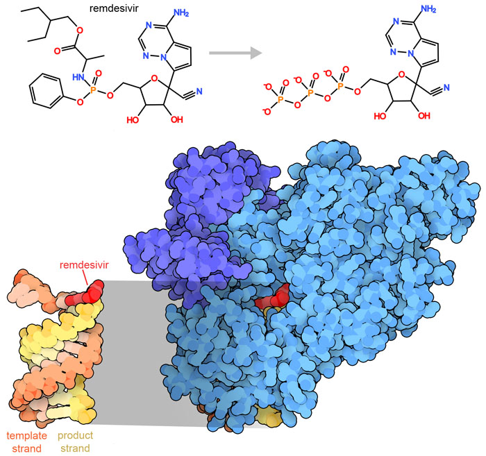 Chemical structures of remdesivir and its triphosphate product are shown at the top, and the drug is shown in red in the complex with RNA and the RNA-dependent RNA polymerase at the bottom.