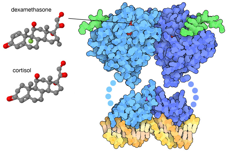 Dexamethasone and cortisol (left) bind to the glucocorticoid receptor (blue, right) and cause it to bind to DNA (yellow, bottom right). The small protein chains shown in green are fragments of the TIF2 coactivator protein.