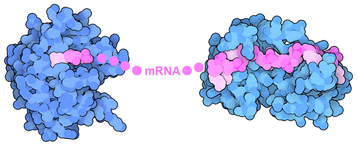 Structures of messenger RNA 5’ cap-binding protein EIF4E (left) and poly(A)-binding protein (right) show how the two ends of mRNA are recognized.