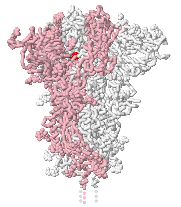 SARS-CoV-2 spike with mutations at two neighboring sites that stabilize the closed form. One chain of the trimeric spike is shown in pink with the mutations in red.