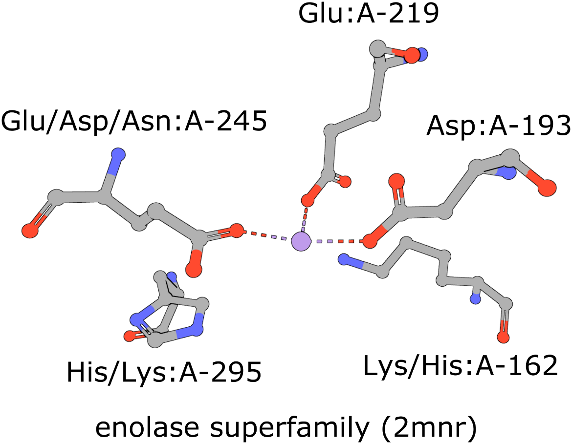 Figure 1: Five residues representing the enolase superfamily are shown here. Note multiple amino acids are seen at three of these positions. The amino acids are identified by their amino acid name 3 letter abbreviation, chain ID (label_asym_id) and residue number (label_seq_id).