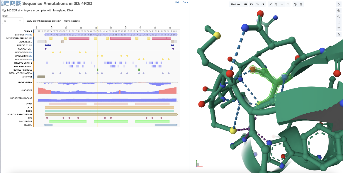 Figure 3: Selecting a single zinc binding amino acid in the second zinc finger domain of PDB ID 4r2d from the sequence panel and exploring its 3D environment.
