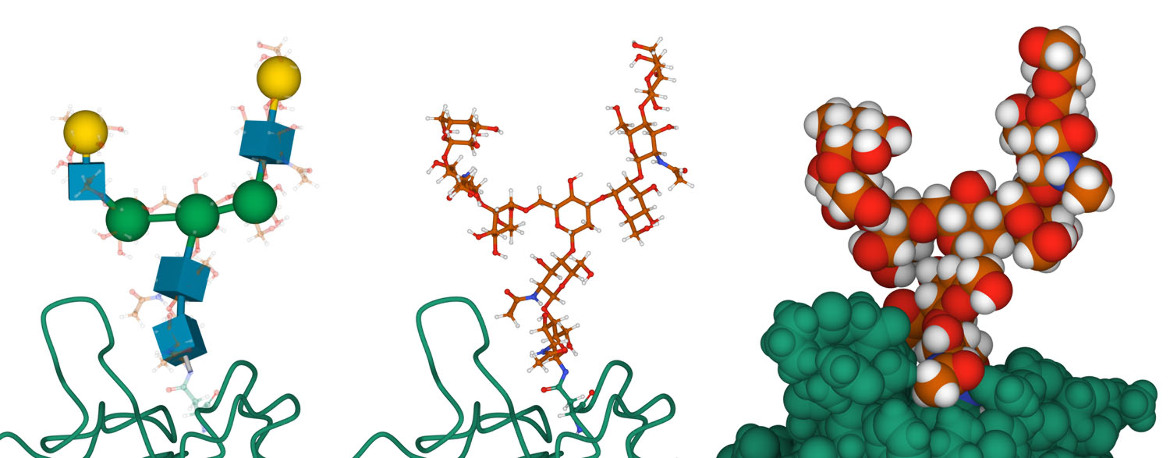 Figure 6. Mol* representations of glycosylation in the small hormone chorionic gonadotropin (1hd4) 