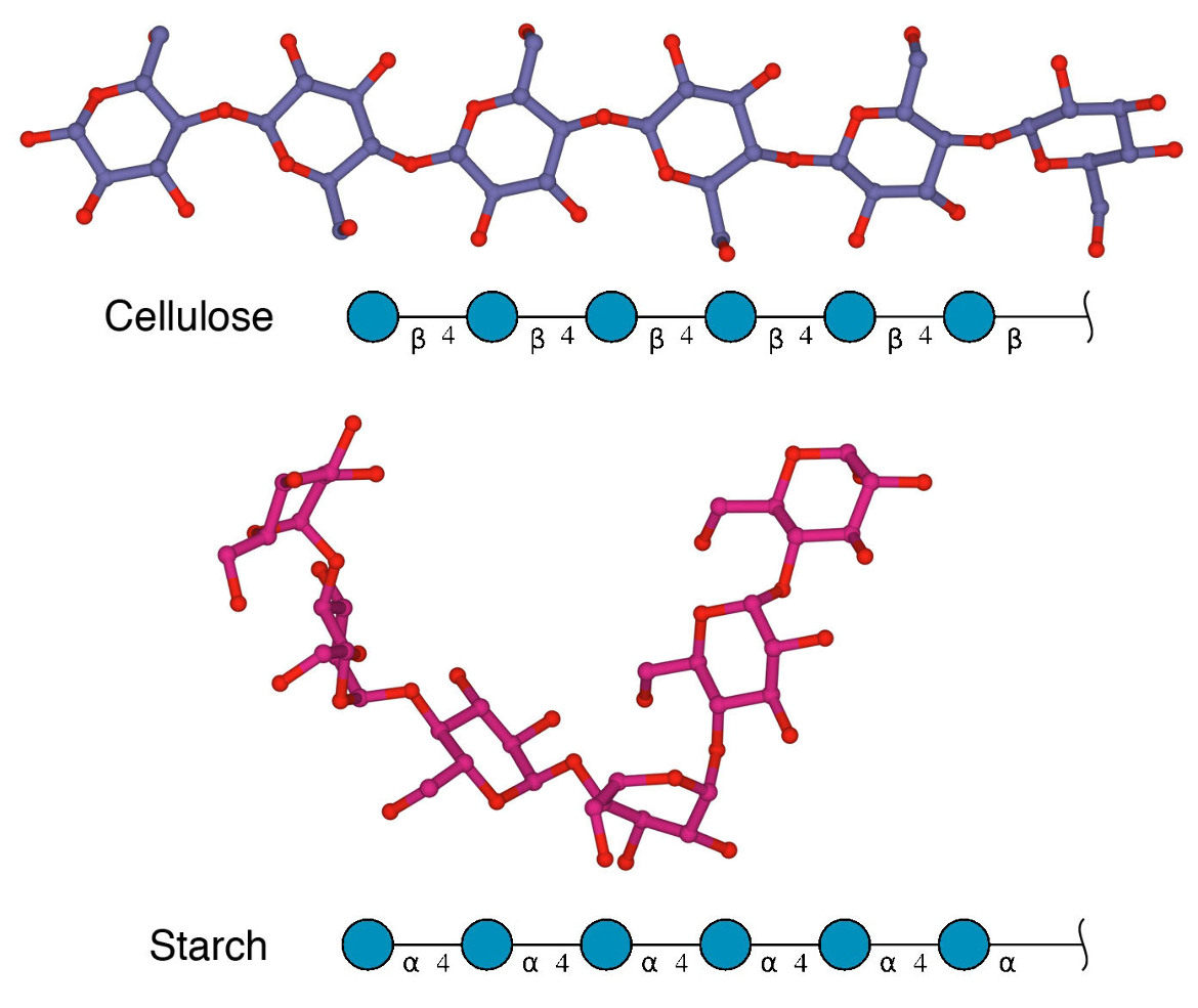 Figure 3. Structures of small fragments of cellulose and starch, with their SNFG representation. The structures shown here were taken from the complex of cellulose with expansion, a protein that loosens cellulose fibers (4fer), and starch bound to the digestive enzyme alpha-amylase (5td4). 