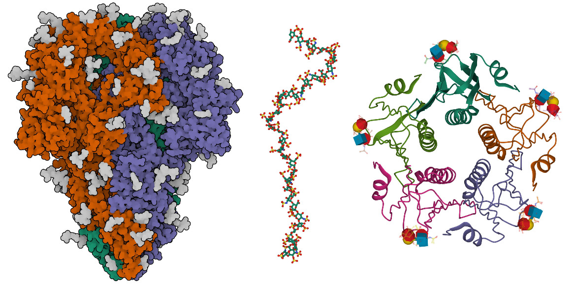 Figure 2. Examples of carbohydrates in the PDB:  the coronavirus spike protein (left; 7kip) with many sites of glycosylation in gray; a fragment of heparin (center; 3irl), shown with a ball-and-stick representation; and cholera toxin bound to a small fragment of O-type blood glycans (right, 5elb), with the glycans shown using SNFG representation.
