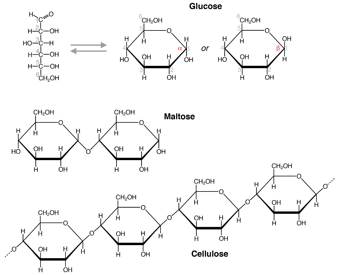 Figure 1. Glucose, a monosaccharide, shown in its linear and cyclic forms. The standard numbering of carbon atoms is shown, and the two possible conformations of the cyclic form (alpha and beta) are shown at right. Maltose is a disaccharide composed of two glucose molecules, and cellulose is a polysaccharide composed of thousands of glucose molecules. Notice that the glycosidic bond connecting the monosaccharides in maltose and cellulose are slightly different.