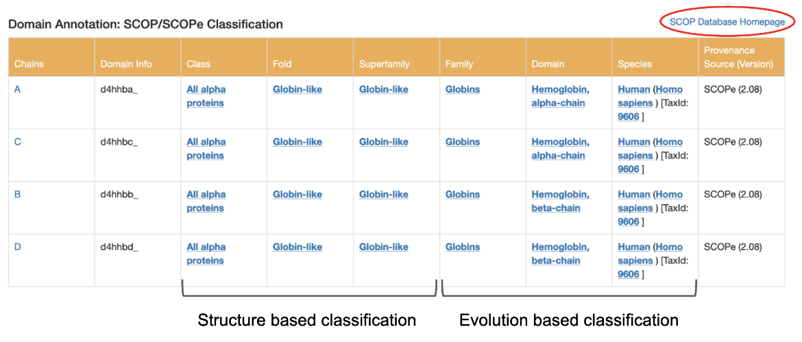 Figure C1: Tabular representation of the SCOP/SCOPe classification of hemoglobin alpha and beta chains for PDB ID 4hhb. 