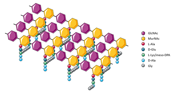 Figure 3. Cross-linking between peptidoglycan polymers creates a robust mesh structure.