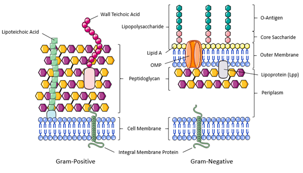 Figure 5. A schematic summary of the peptidoglycan biosynthesis pathway. The third amino acid of the pentapeptide is L-Lys in most gram-positive bacteria and meso-DPA in most gram-negative bacteria. 