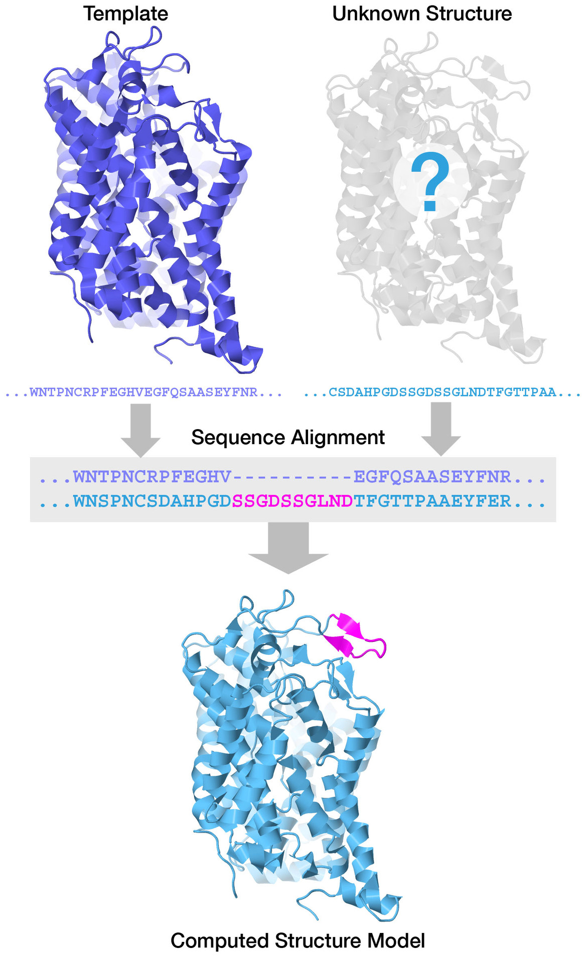 Figure 1: Experimentally-determined structures may be used as modeling templates or scaffolds to predict structures of proteins with similar sequences. Here, the crystallographic structure of the dopamine transporter from fruit flies (upper left, PDB ID 4xp4) is used as a template to model the human protein. The sequence has 55% sequence identity with the human protein, but the sequence alignment reveals that one loop of the human protein is 10 amino acids longer than in fruit flies. The CSM of the human protein (bottom), generated by homology modeling at Swiss-Model, is very similar to the fruit fly protein, and includes modeled coordinates for this loop (magenta).