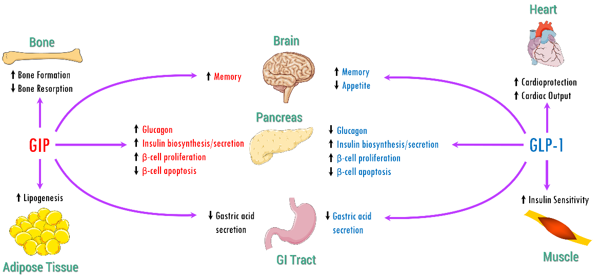 Figure 9. Physiological actions  of GIP and GLP-1. Adapted from (Seino, Fukushima and Yabe, 2010).
