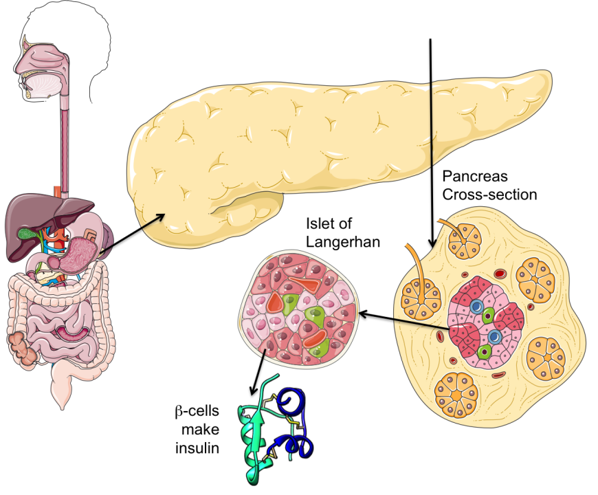 Figure 2: Pancreas is an organ located behind the stomach. Insulin producing β-cells are located in the pancreatic islets of Langerhans. The insulin molecule is also shown as a ribbon diagram (PDB ID: 1trz). Portions of the figure were adapted from Servier Medical Art.