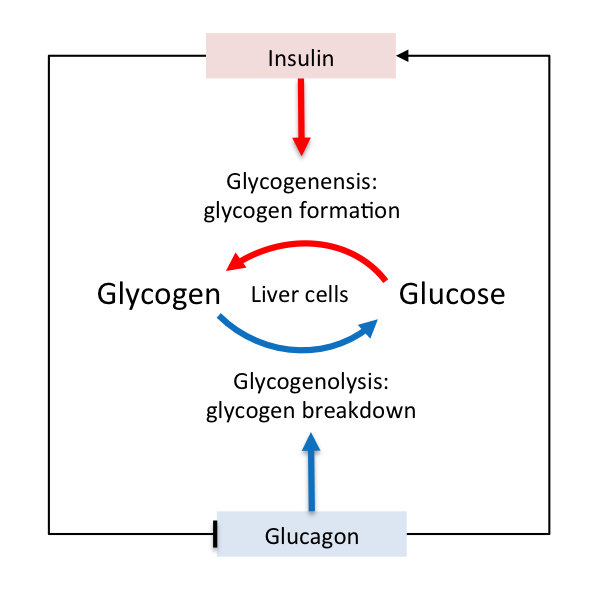 Figure 2: Glucose and glycogen cycles regulated by insulin and glucagon