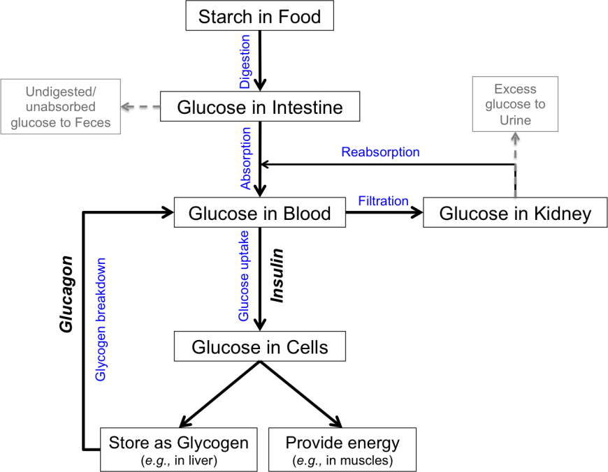 Figure 1: Concept map of glucose homeostasis highlighting key steps from food ingestion, digestion, absorption, and use to excretion.