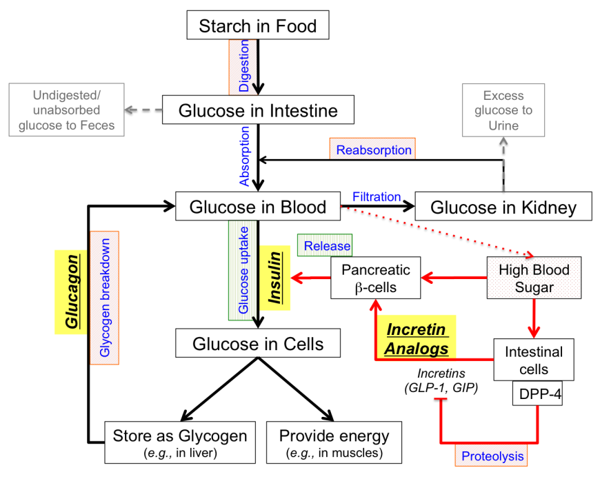 Figure 1: Glucose homeostasis concept map showing strategies for treating type 2 Diabetes. The red arrows indicate how an individual would respond to high blood sugar. Processes targeted for treatment are colored and shaded - processes in green boxes (vertical line shading) are increased in treatment, while processes in red boxes (diagonal line shading) are decreased for treatment. Exogenous hormone analogs used for treatment are shown in bold italics and highlighted in yellow colored boxes.