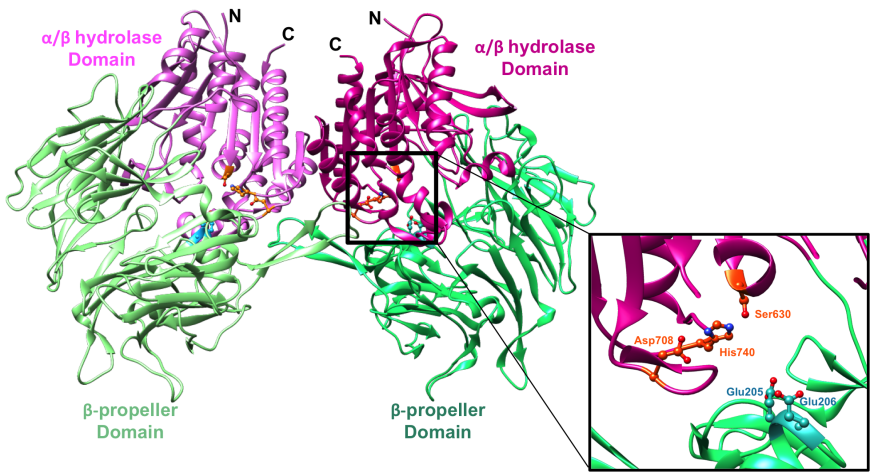 Figure 2. Structure of the symmetric DPP-4 homodimer depicted in a ribbon representation. α/β hydrolase domain and the β-propeller domain of each monomer unit are colored in two shades of pink and green respectively (PDB ID 1r9m; Aertgeerts et al., 2004). The inset shows a closeup of the DPP-4 active site (corresponding to the right half) of the DPP-4 homodimer. The catalytic triad (Ser630, His740 and Asp708) is shown in orange and the anchoring Glu motif (Glu205/Glu206) in cyan.