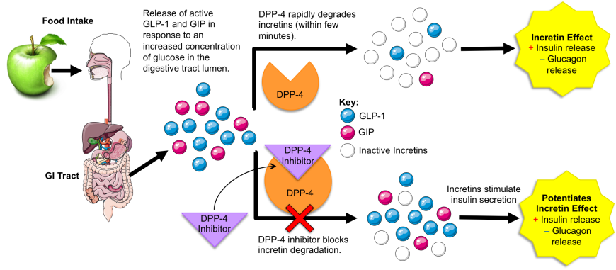 Figure 1. DPP-4 function and mechanism of DPP-4 inhibitor action.