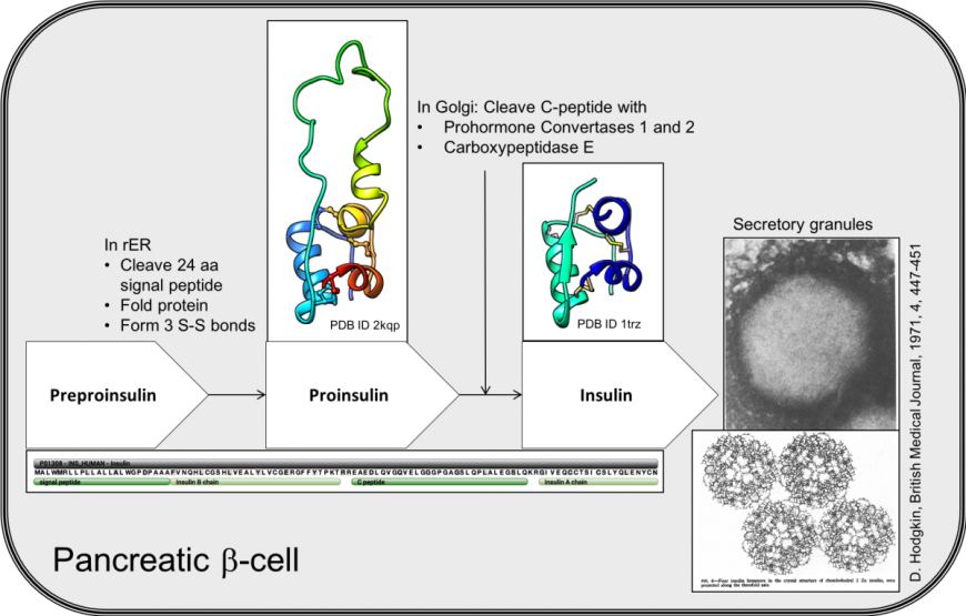 Figure 1. Key steps in the biosynthesis of insulin in pancreatic β-cells. The white box arrows list of the insulin precursors, with the sequence of the INS gene product (below). The structures of proinsulin (PDB ID 2kqp, Yang et al., 2010) and insulin (PDB ID 1trz, Ciszak and Smith 1994) are shown. An electron micrograph with insulin storage granules is shown on the right with the hexameric assembly of crystalline insulins (Hodgkin, 1971).