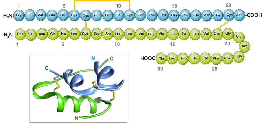 Figure 2. Schematic drawing of human insulin and its 3D structure (inset). The A-chain is shown in blue, and the B-chain in green. The intra- and inter-chain disulfide bridges between cysteine residues are shown in yellow.