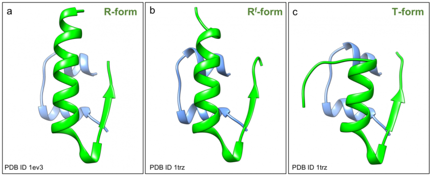 Figure 3: Structure of human insulin (PDB ID 1trz, Ciszak and Smith 1994 and PDB ID 1ev31ev3, Smith et al., 2000) in ribbon representation showing a. R-form; b. Rf-form, and c. T-form.