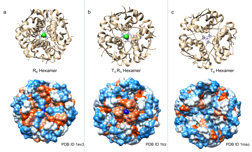 Figure 4: Structure of insulin hexamers in ribbon representation (top panels) and surface view (bottom panels). The surface is colored by hydrophobicity (orange) and hydrophilicity (blue). a. R6 hexamer (PDB ID 1ev3; Smith et al., 2000); b. T3R3 hexamer (PDB ID 1trz; Ciszak and Smith 1994); c. T6 hexamer (PDB ID 1mso, Smith et al., 2003)