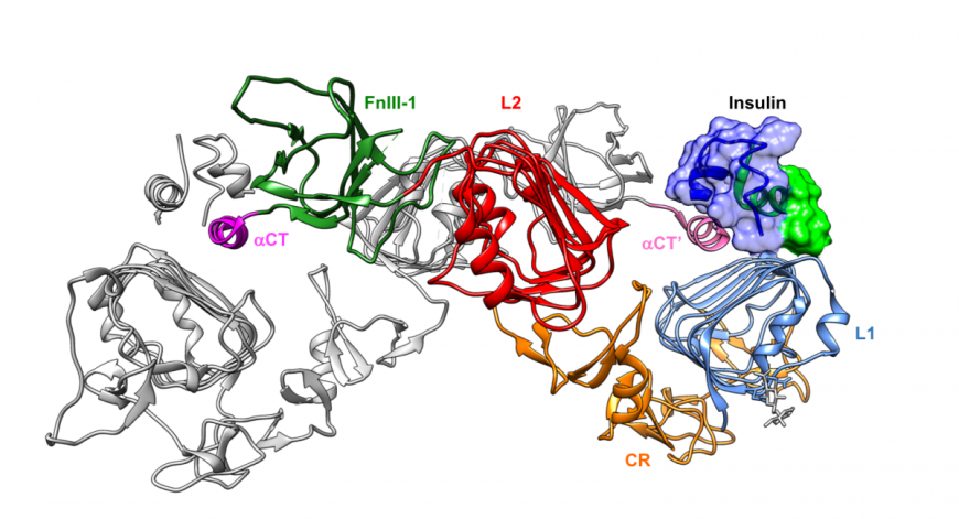 Figure 4: Complex of insulin and a truncated version of the insulin receptor shown in ribbon representation (PDB ID 5kqv, Menting et al., 2013). The L1, CR, L2, FN III-1 and α-CT are color coded to display their locations in this complex. The insulin molecule is colored in blue and green and its surface is drawn for easy identification. A second chain of the truncated IR protein is shown in ribbon representation and colored grey (except for the α-CT’ helix).