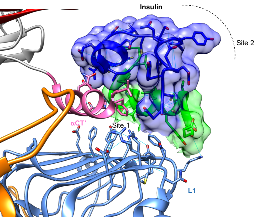 Figure 5: Close up of the complex of insulin, shown in surface representation, and a truncated version of the insulin receptor, shown in ribbon representation, (PDB ID 5kqv, Menting et al., 2013). The L1, CR, and α-CT’ are color coded to display their locations in this complex. The insulin molecule is colored in blue and green and its surface is drawn for easy identification. Hydrogen bonds stabilizing each of the domains are shown as thin blue lines.