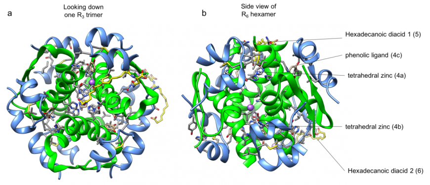 Figure 3: Insulin degludec R6 hexamer (PDB ID 4ajx, Steensgaard et al., 2012), shown in ribbon representation. a. View looking down the R3 face of the hexamer where the hexadecenoic diacid binds; and b. View looking from the side so that the R3  face shown in panel a is on the top. The insulin A-chains are colored blue and B-chains are colored green. The zinc, phenolic ligands, and selected amino acid sidechains are colored using CPK colors, shown in ball and stick representations, and labeled. Carbons in the hydrophobic tails of the diacid is colored yellow. Labels with numbers indicate the figure numbers, showing details of that region/structural element.