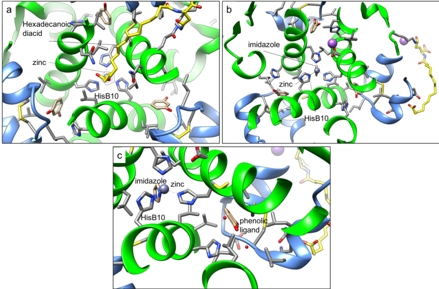 Figure 4: Insulin degludec hexamer (PDB ID 4ajx, Steensgaard et al., 2012), in ribbon representation. a. close-up views of tetrahedral zinc binding by 3 HisB10 residues and the hexadecenoic diacid tail end; b. tetrahedral zinc binding by 3 HisB10 residues and an imidazole; and c. amino acid residues lining one of the phenol binding sites. Color coding as in Figure 3.