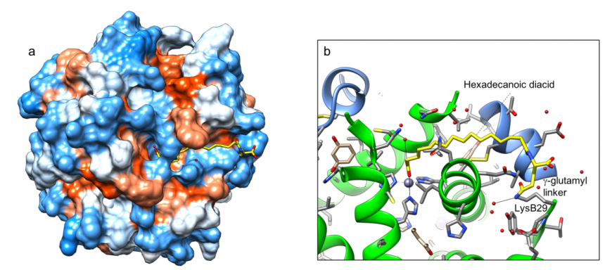 Figure 5: Insulin degludec hexamer (PDB ID 4ajx, Steensgaard et al., 2012), showing: a. surface representation highlighting interactions of the hexadecenoic diacid tails. Hydrophobic surfaces are colored orange, and hydrophilic surfaces are colored blue (according to the Kyte-Doolittle scale); b. interactions of the hexadecanoic diacid 1 (see Figure 3) in stick representation with the insulin chains, shown as ribbons. Colors coding as in Figure 3. 