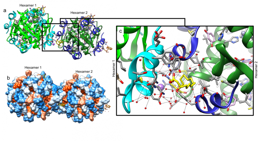Figure 6: Insulin degludec dihexamer (PDB ID 4ajx, Steensgaard et al., 2012), showing: a. ribbon representation of two hexamers (labeled 1 and 2). Color coding as in Figure 3. Hexamer 2 ribbons are colored in darker shades of colors used for hexamer 1; b. Surface representation showing interactions of the hexadecenoic diacid tails. Color coding as in Figure 5a; c. Close-up of interactions stabilizing the dihexamer formation. 